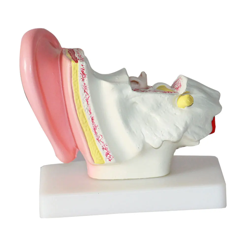 Table top ear anatomical model Human ear model 1.5x magnification Middle Organ anatomical demonstration