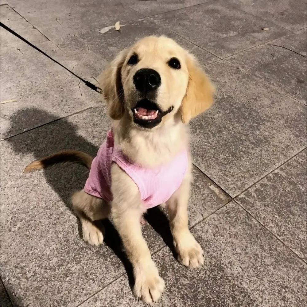 새로운 부드러운 고양이 조끼 통기성 좋은 면 소재 애완동물 옷 신축성 있는 고양이 옷 여름용