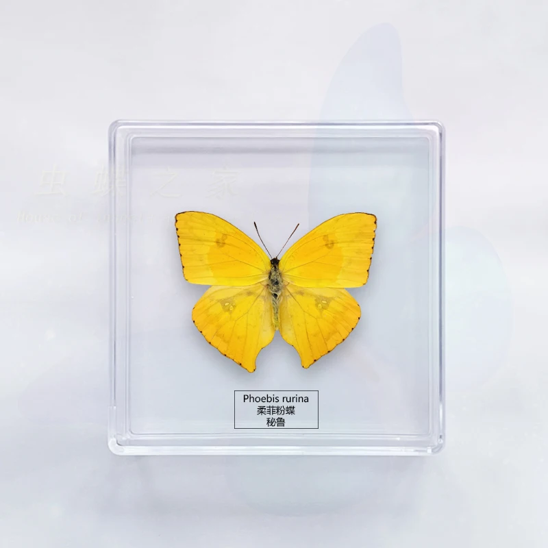 Butterfly Specimen Ornaments Photography Student Handcraft Children's Toys Birthday Gift Transparent Box 