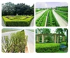 360 Degree Motor Disc Four-Wheel Self Propelled Green Belt Electric Trimming Hine Hydraulic Hedge Trimmer Tractor 6