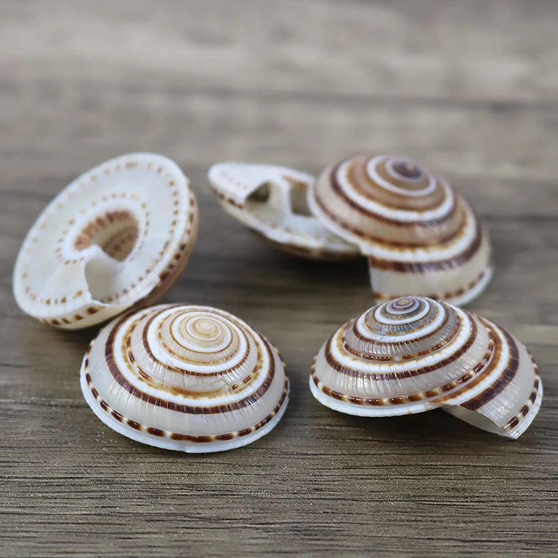 20-40mm Mixed Spiral Shell Beads Pendants Beach Craft Natural Sea shell Craft Decoration DIY Handmade Accessories 5pc/lot