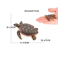 Loggerhead Trutle