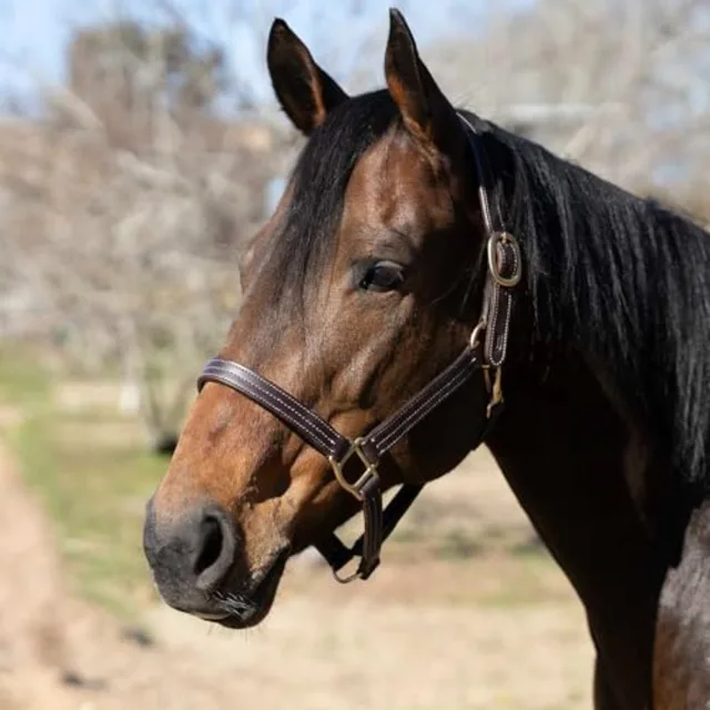 Horse turnout halter for outdoor use soft leather material black color triple-stitched durability and throat snap with adjustab