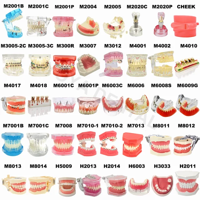 Multiple Types Dental Model Teeth Dental Teaching Models Study Orthodontic Removable Teeth Implant Models Dentist Material
