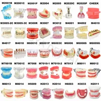 Multiple Types Dental Model Teeth Dental Teaching Models Study Orthodontic Removable Teeth Implant Models Dentist Material 1