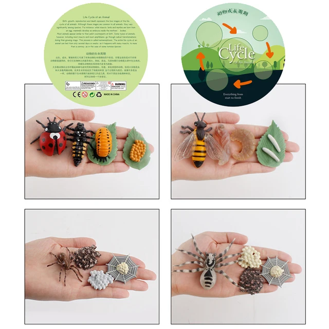Simulation Animal Life Cycle Children Montessori Toys Insect Plant Growth Cycle Model Biology Science Educational Teaching Aids 3