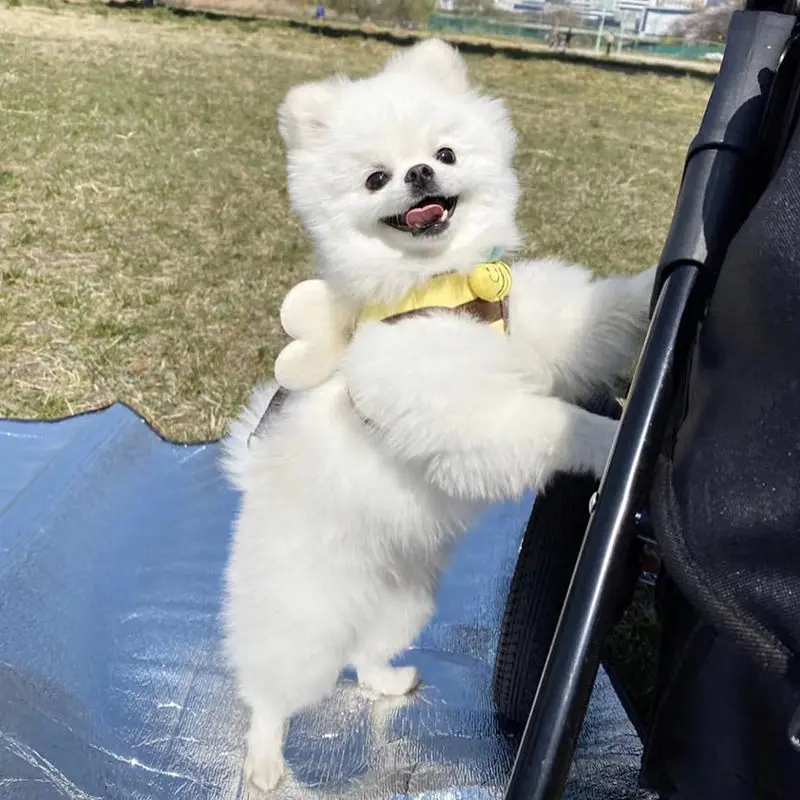 Ins New Bee Dog Chest Strap Cute Cartoon Vest Chest and Back Set Outdoor Walking Dog Leash Small Harness Cat Harness pet harness leash set pet harness set pet leash set