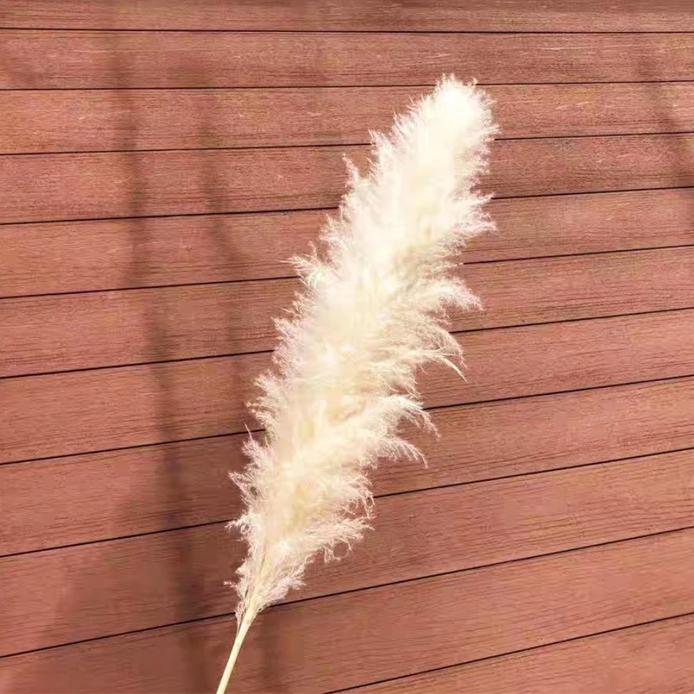 pampas grama extra grande natural branco cinza secado buquê de flores fofo para casa decoração da flor de casamento boho