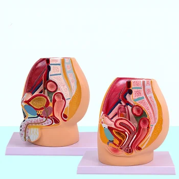 Female Pelvic Anatomy Model 1