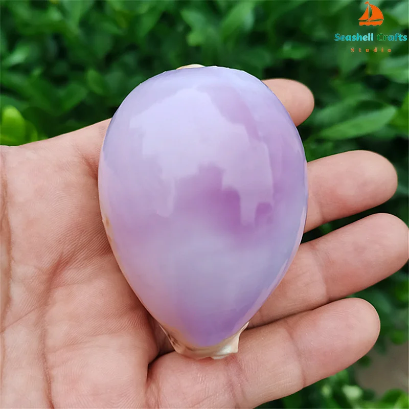 6-7CM Purple Carnelian Cowry Sea Shells Natural Lyncina Carneola DIY Crafts Snail Gift Beach Wedding Decor Ocean Jewelry Coastal natural shell ornaments