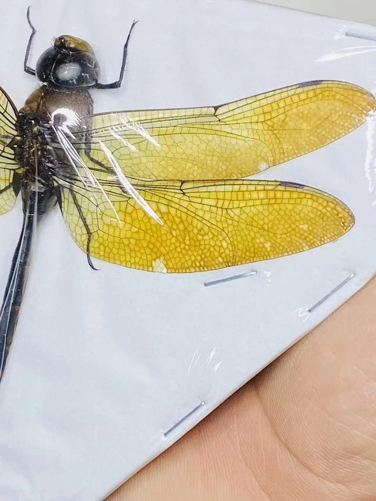 Thai Amber Dragonfly Specimen Gorgeous Ambragaeana Ambra True Insect Beetle Material Protozoa Home Decoration Accessories 4
