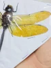 Thai Amber Dragonfly Specimen Gorgeous Ambragaeana Ambra True Insect Beetle Material Protozoa Home Decoration Accessories 4