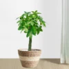 Plant Basket Liners Woven Rattan Plant Pot Containers Coco Fiber Liner Plant Vase Home Garden Decoration 4