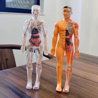 Human Torso Model Children DIY Assembled 3D Puzzle Human with Removable Organ Early Science Education Kid School Medical for Kid 2