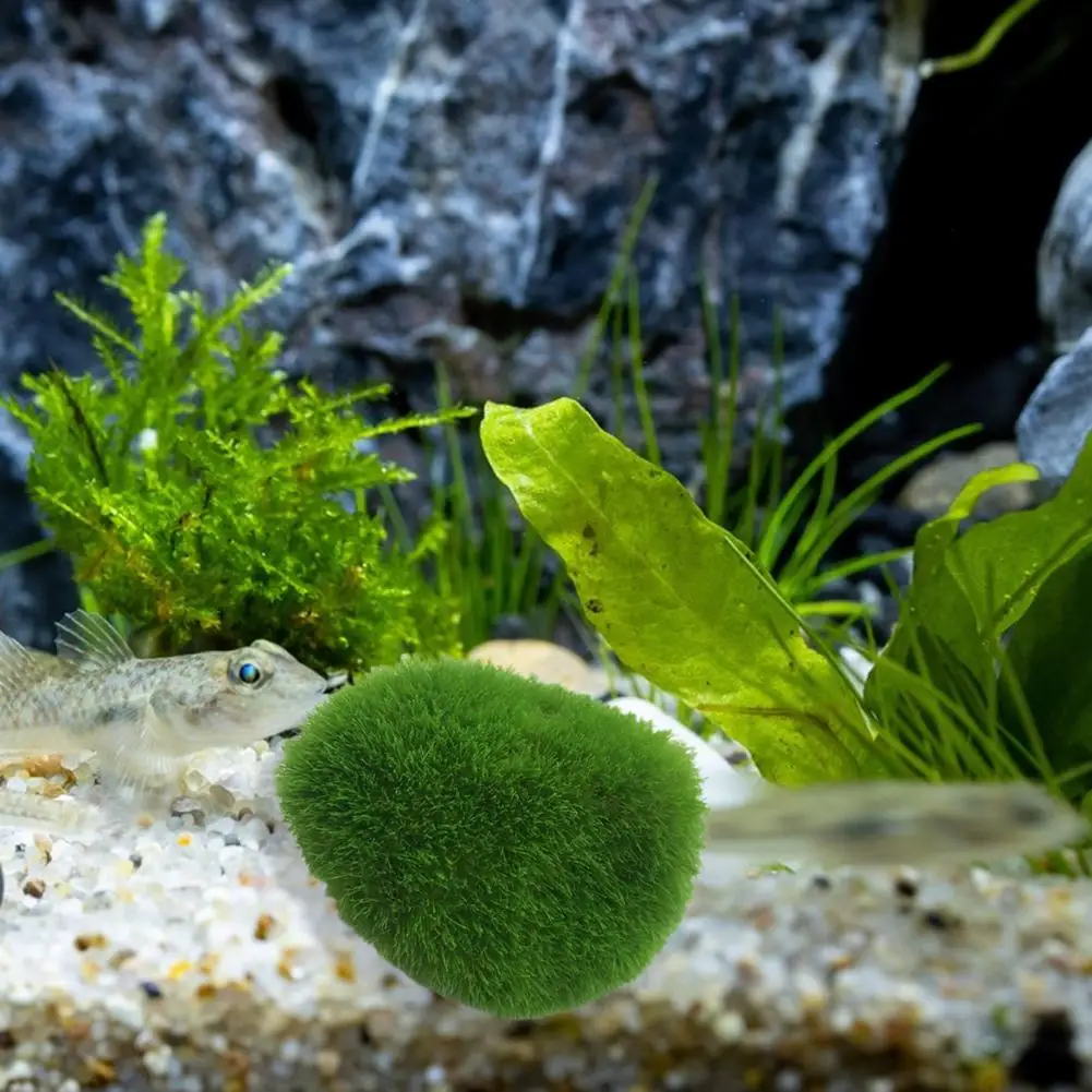 1pcs 2-3cm Marimo Moss Balls Live Aquarium Plant Algae Simulation Green  Algae Balls Artificial Plant Home Fish Tank Ornament