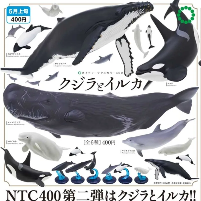 

KITAN CLUB Gashapon Dolphin Whales Killer Humpback Sperm Whale Model Gacahpon Sea Life Figure Capsule Toy