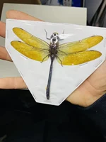Thai Amber Dragonfly Specimen Gorgeous Ambragaeana Ambra True Insect Beetle Material Protozoa Home Decoration Accessories 1