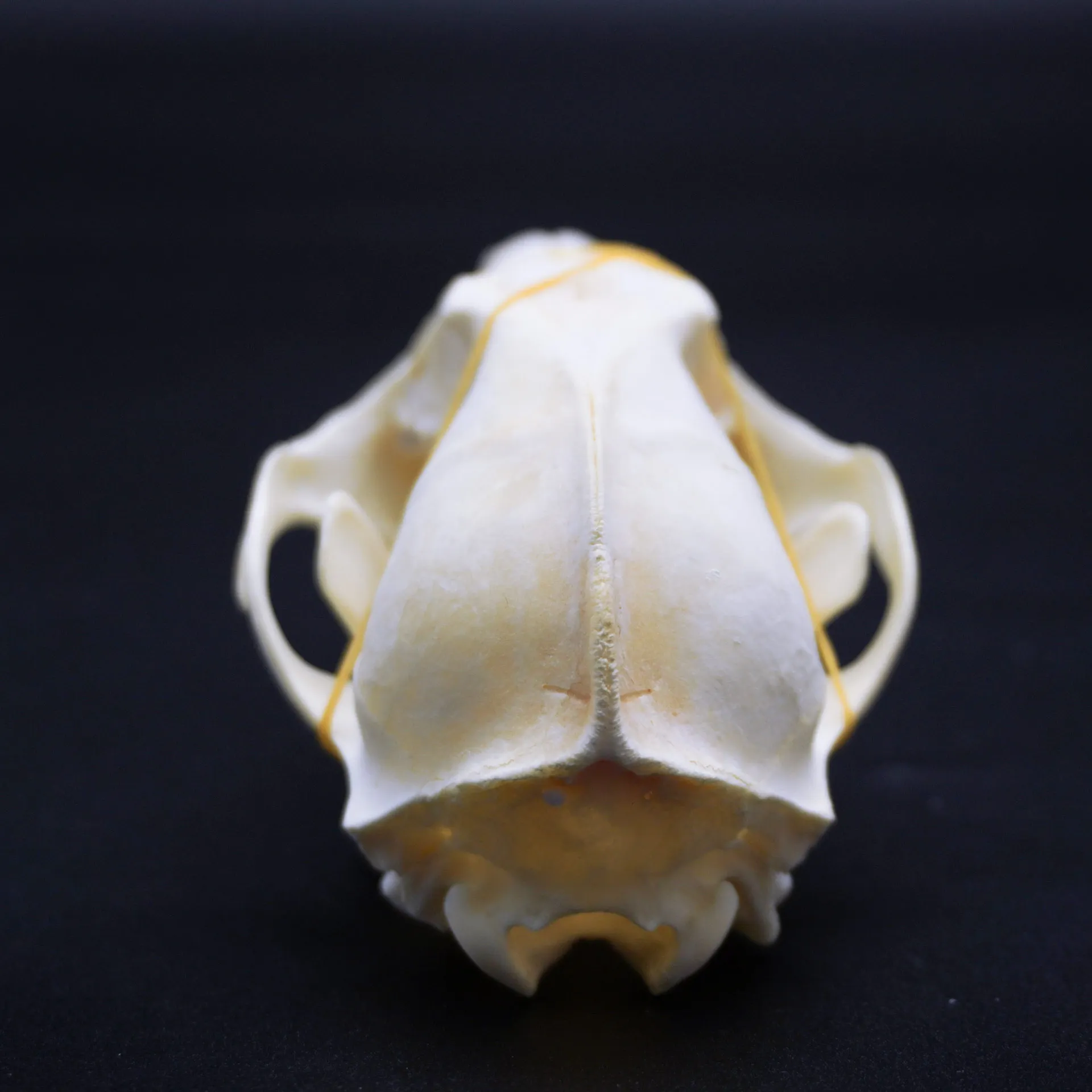 Real fox skull specimen for teaching model diy