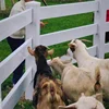 Fence PVC plastic vinyl coated ranch paddock horse fencing 3