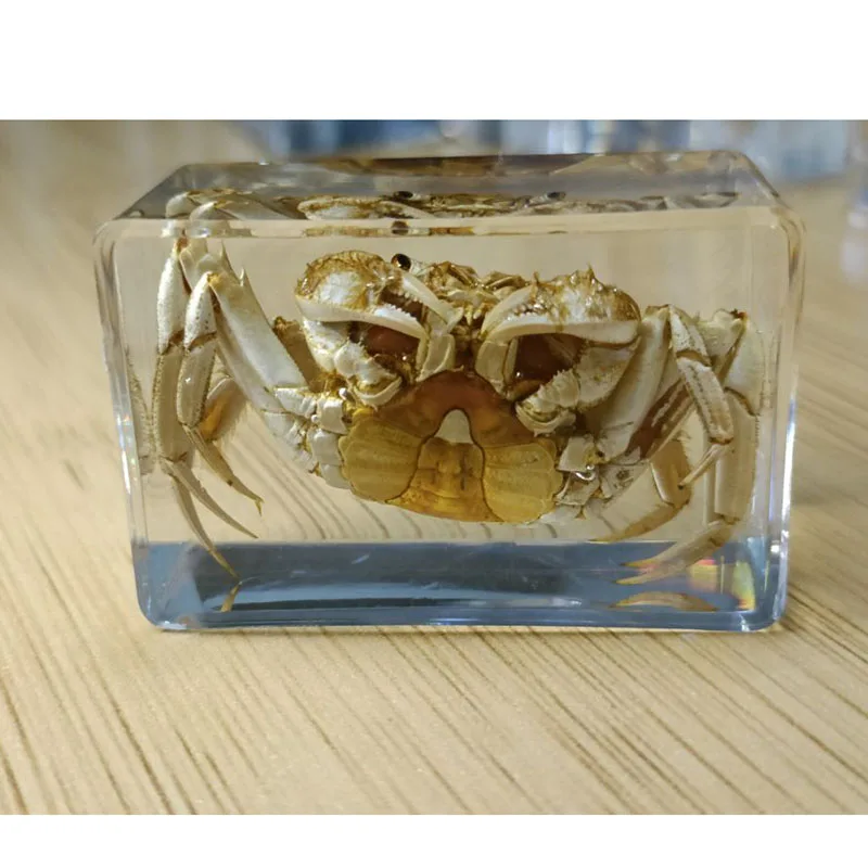 27 Kinds Hand Made Gutta Percha Resin Insect Transparent Amber Insect Specimens Home Decoration Small Ornaments 