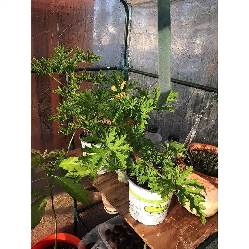 Greenhouse PVC plant cover foldable waterproof flower house planting insectProof bird cover garden tent outdoor protection garden greenhouse cover grow tent