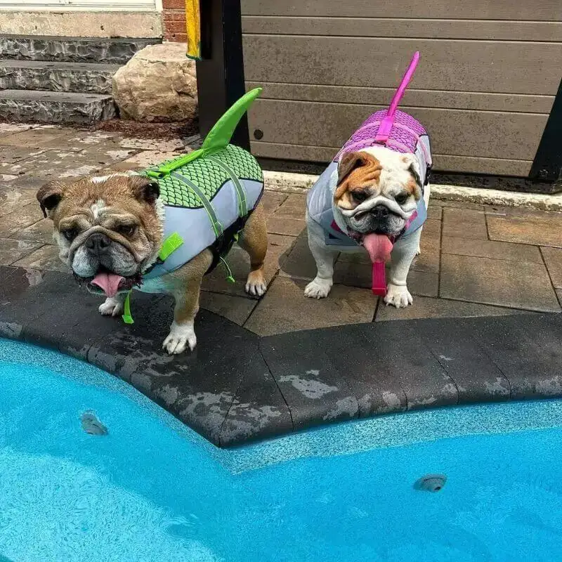Gilet de sauvetage requin : luxe et sécurité pour votre bouledogue français - 2025 - Vêtement et accessoires pour chiens - Doglovedesign