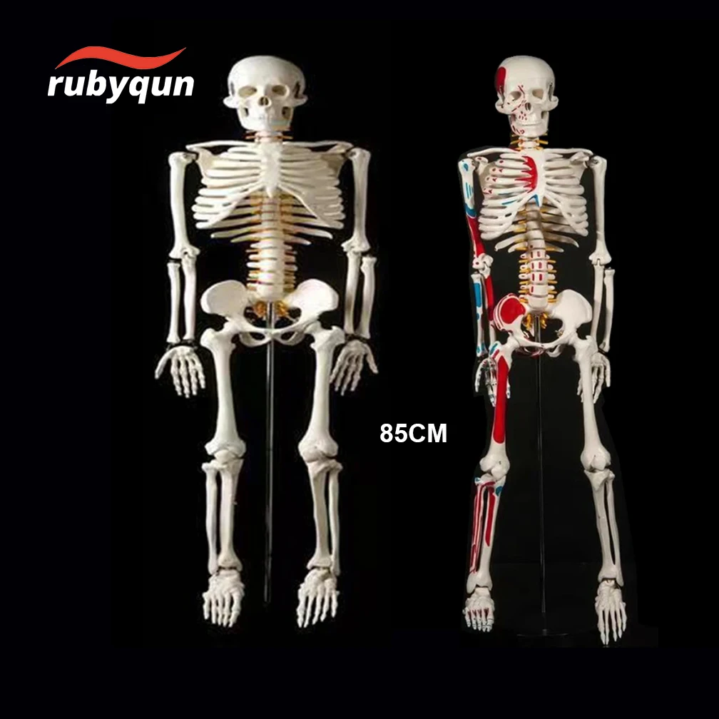 85cm Human Skeleton Model Anatomical Anatomy Adult Human Flexible Medical Anatomical Boneco Toy In Medical Science Lab Supplies