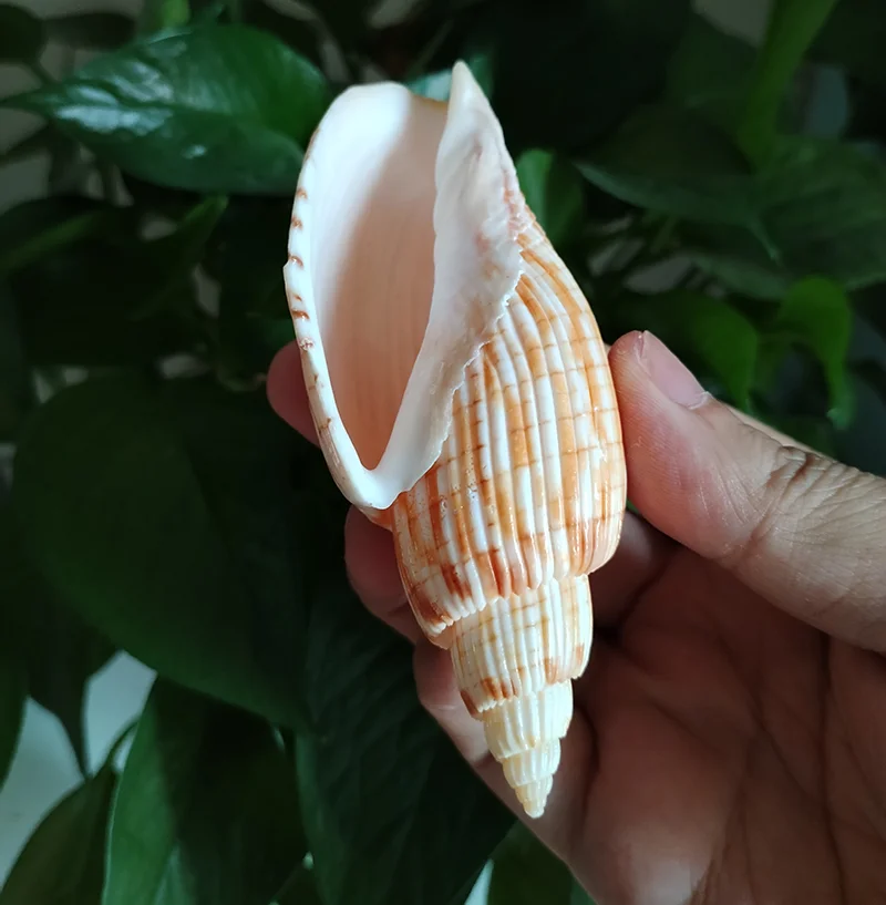 9-11CM Corn Scroll Snail Real Sea Shell Lyria Kurodai Conch Wedding Table Decoration Specimen Conch DIY House Office Decor