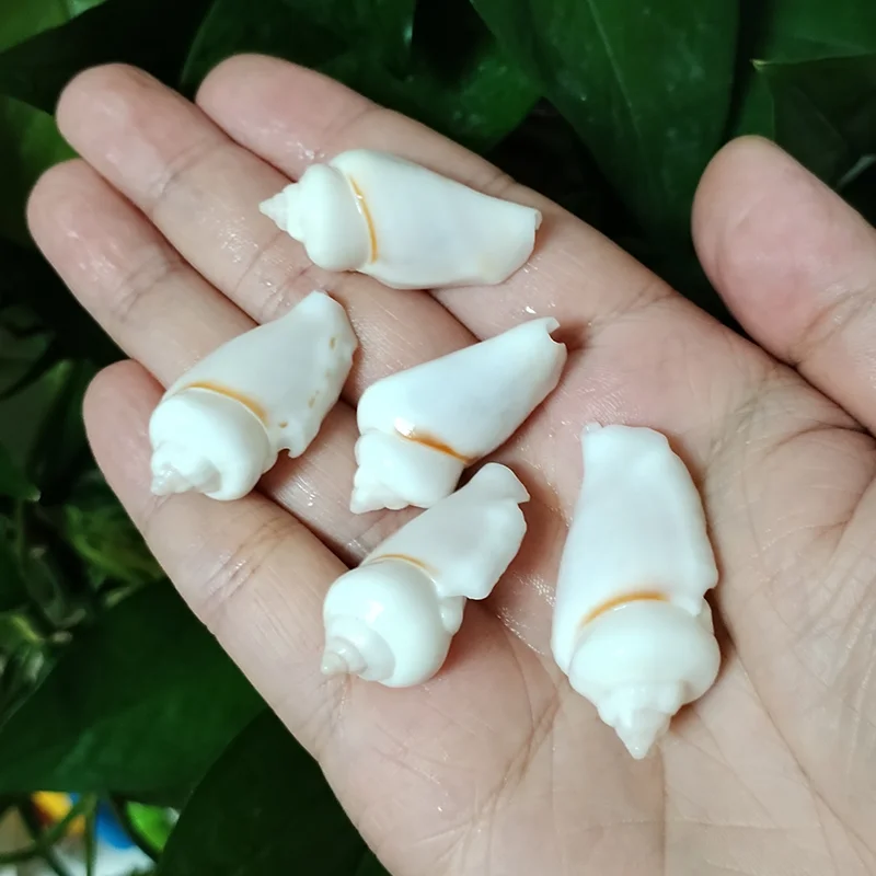 5 PCS White Jade Gibbose Conch Natural Sea Shells For Fish Tank Home Decor Jewelry Beads for Necklace and Bracelet, DIY Crafts