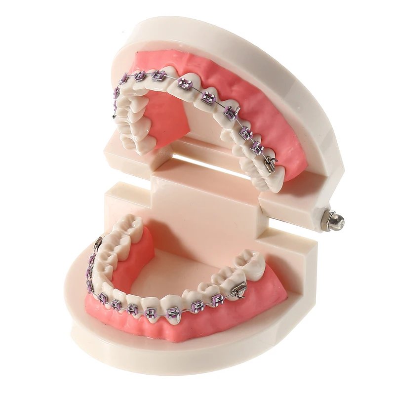 

Adult Orthodontic Teeth Model Dental Teaching Tool Drop Shipping