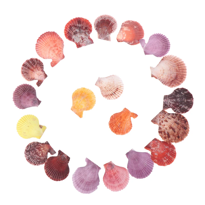 20Pcs Beautiful Natural Beach Mixed Seashells Decorations Scallop Shells Crafts Decor Ornament