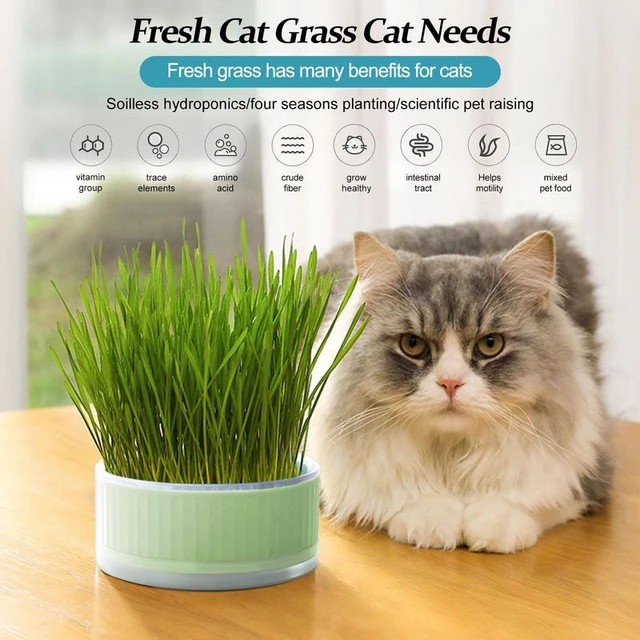 Pio à germer pour chat pour animaux de compagnie, pot à plantes  hydroponiques, jardinière d'herbe