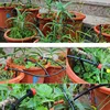5M-40M Micro Drip Irrigation Set DIY Garden Irrigation Spray Automatic Watering Hose System With Adjustable Dripper C1 5