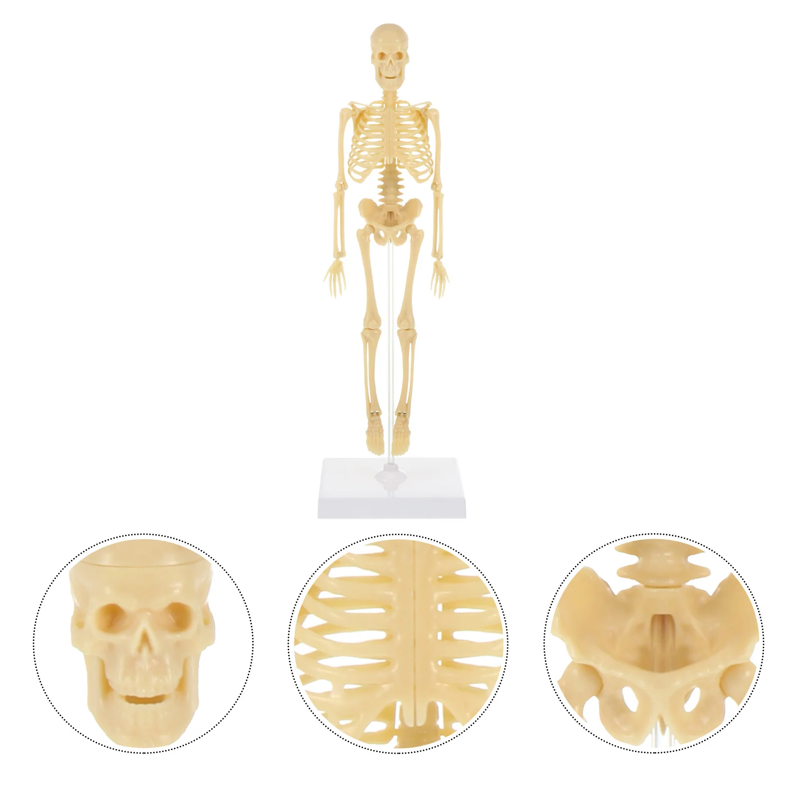 

Human Model Anatomy Body Anatomical Mannequin Plastic Assembly Manikin Mini