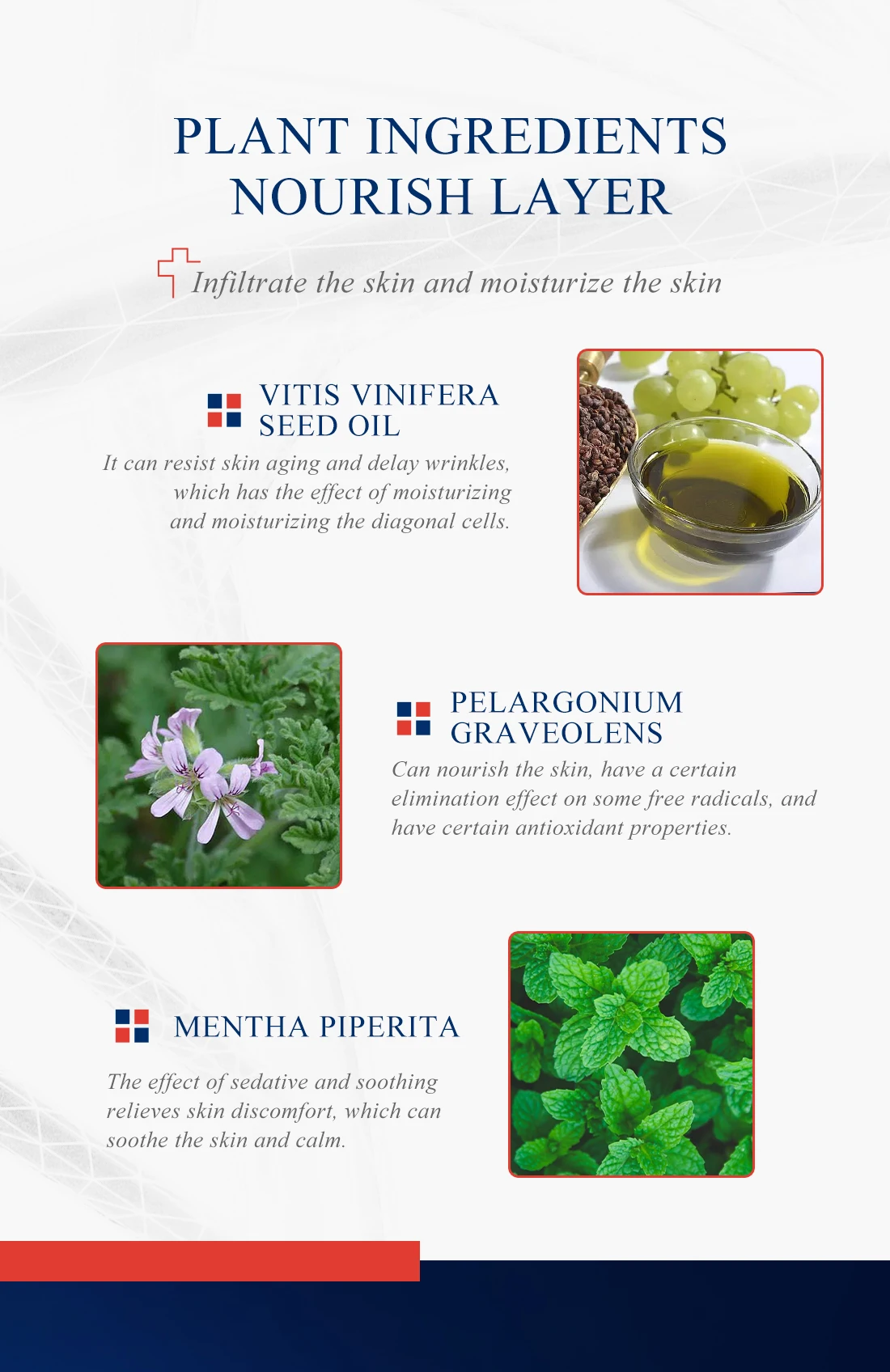 Description Picture 4 of itemPlant Foot heightening Essential Oil Promote Height Growth Oil Body Care Soothing Foot Health Skin Care Promot Bone Growth Oil