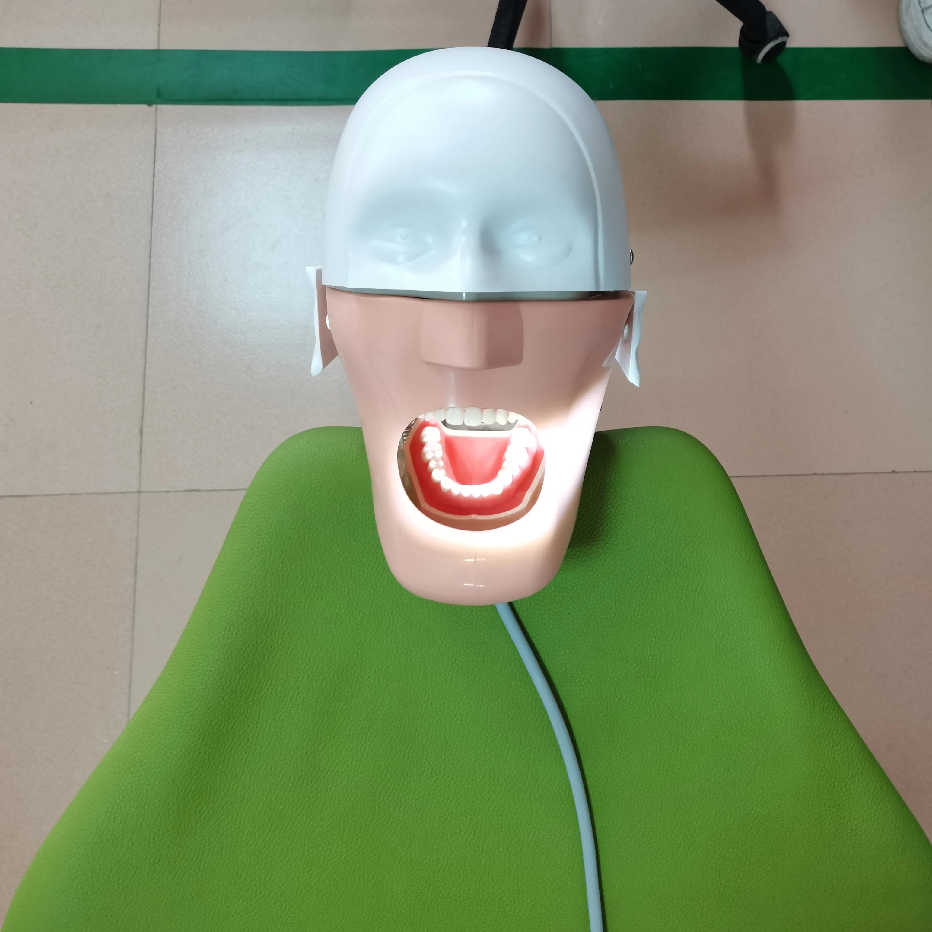 

TJ Dental Simulation Head Model Phantom Human Body Root Canal Orthodontic Practice Product For Students Training Apparatus Tools