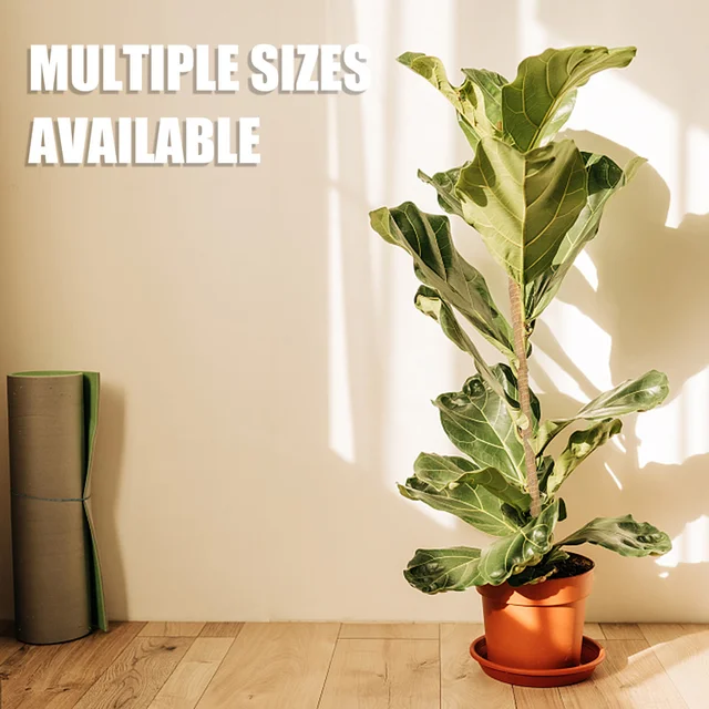 Kókuszdióoszlopok Növényi Hegymászó Rúd Mászó Szőlő Kókuszdió Pálma Diy Újrafelhasználható Bot Tartó Mohás Meghosszabbítás - Image 6