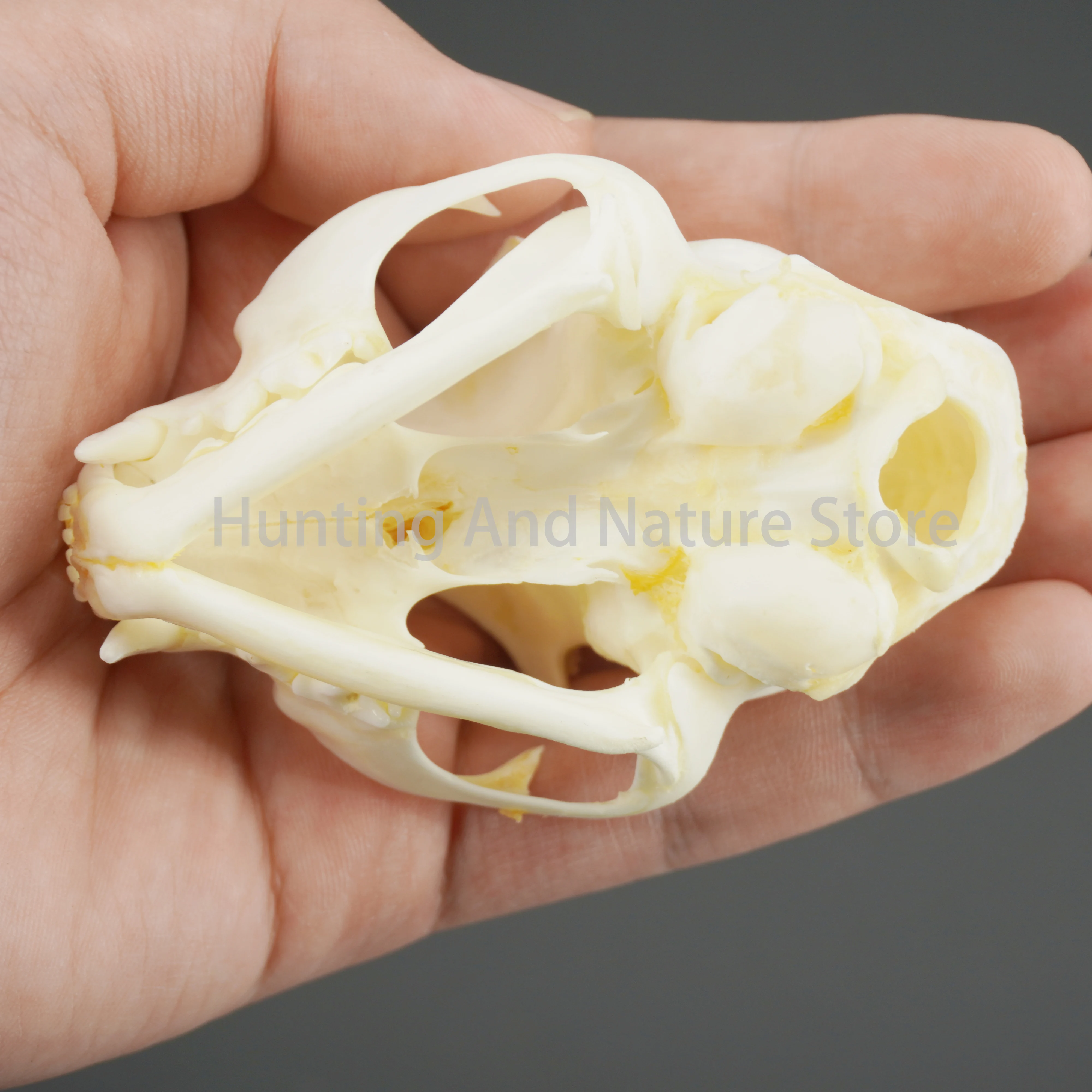 1/5/10Pcs Exquisite Collection of Real Skull Animal Bones for Craft, Home Decor, Specimen Collectibles Study, Special Gifts DIY