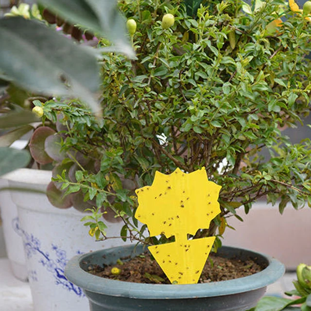 10/20Db Ragadós Csapdák Gyümölcsllyal Gnat Csapda Ragacsos Hibás Beltéri Kültéri Virág Edény Rovar Kártevőirtó Kert Erős Ragasztó Növény - Image 2