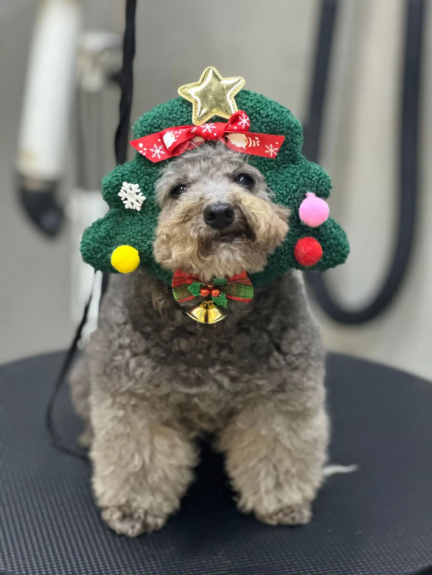 Chapeau de Noël Arbre de Noël | Bouledogue Français | Chat | Luxe - 2025 - Vêtement et accessoires pour chiens - Doglovedesign