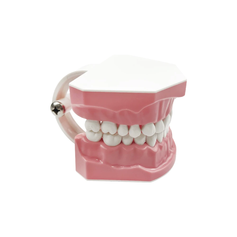 Dental Implant Education Model