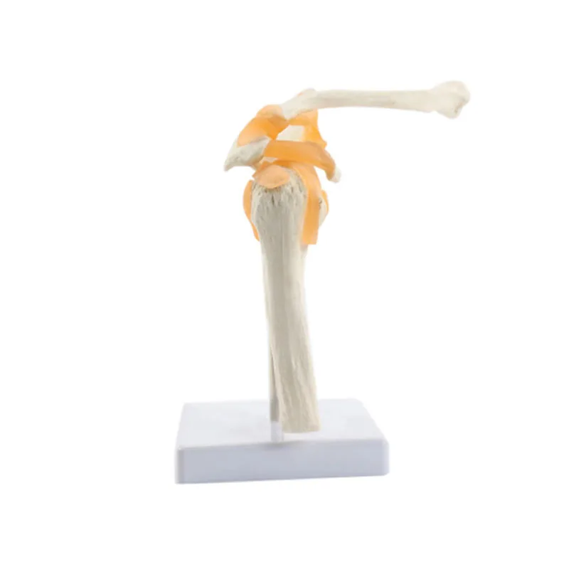 1:1 Human Functional Shoulder Joint Anatomy Model Medical Science Teaching Resources