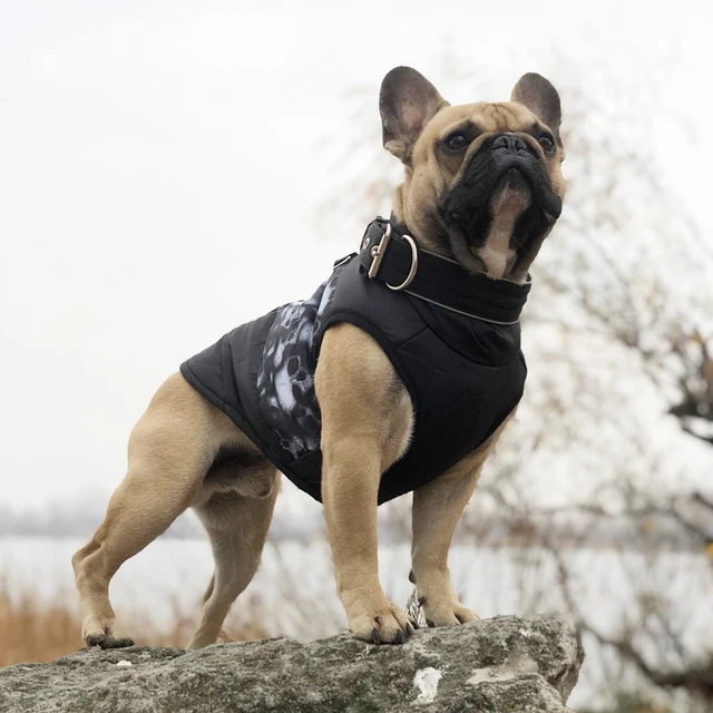 Affordable, Stylish, Functional Winter Dog Clothes for small dogs