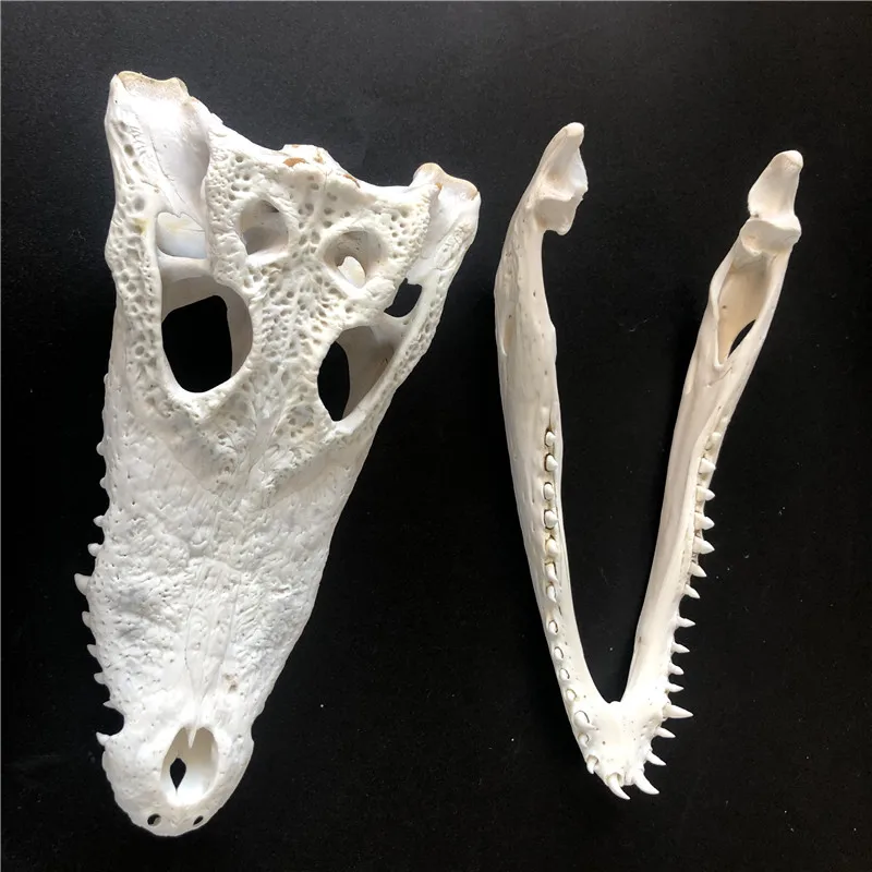 1 animal skull taxidermy collection ornament 20- 25 cm Animal skull specimen 4