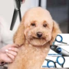 Premium Titanium Coated Dog Grooming Scissors with Safety Round Tips - Professional Grade Kit for Precise and Safe Trimming 2 Premium Titanium Coated Dog Grooming Scissors with Safety Round Tips - Professional Grade Kit for Precise and Safe Trimming 2