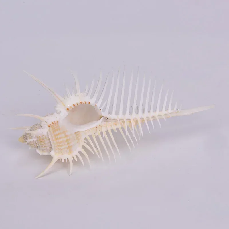 Natural Shell Ornaments 1/50/100pcs Gram Mix Natural Sea Shells Conch Coquillage Beach Decor Craft Marine Style Fish Tank Seashells Conch Embellishment