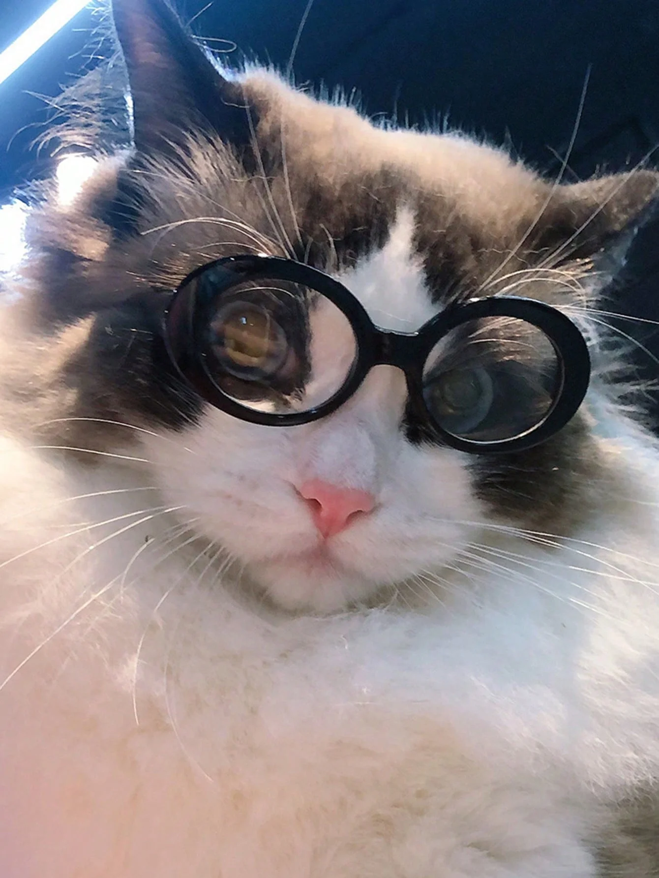 Cute Cat Glasses for Pet Photo Shoots