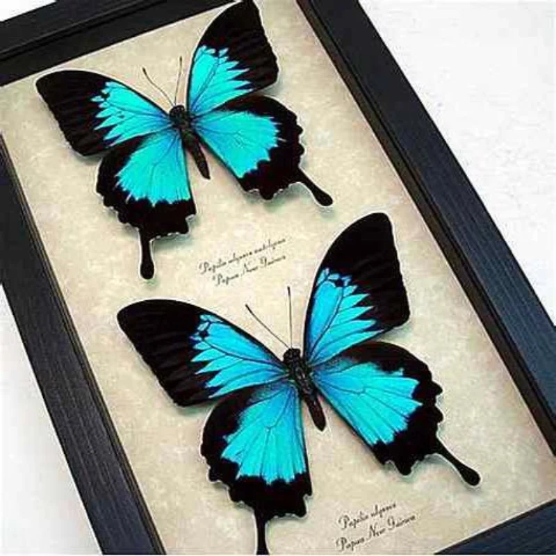 

Real Butterfly Specimen Real Insect Framed Home Decoration Holiday Gift Living room decoration home decor accessories