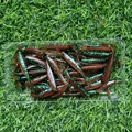 GD15 50PCS 07