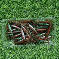 GD15 50PCS 07